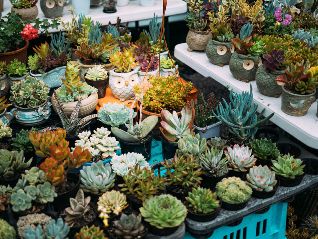Low-Maintenance Plants